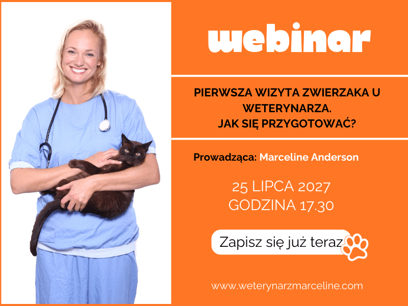 Marketing dla weterynarzy — skuteczna reklama z Nicesoft marketing dla weterynarzy przykład reklamy